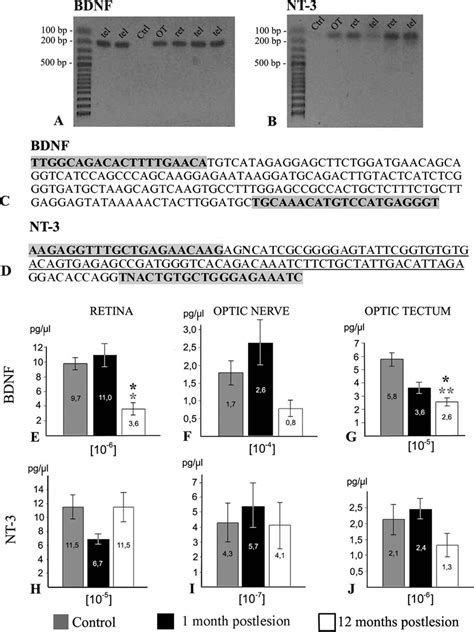 Real Time Rt Pcr Analysis And Quantification Of Bdnf And Nt 3 Mrna In