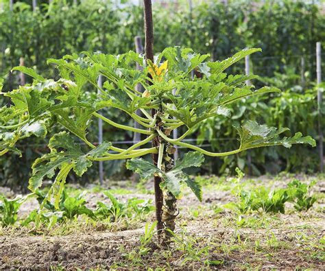 How To Grow Zucchini Vertically To Save Backyard Space Homes And Gardens