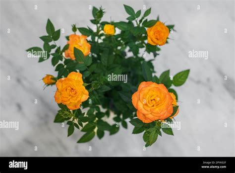 Garden Miniature Roses Bright Well Groomed Flowers On Light Background