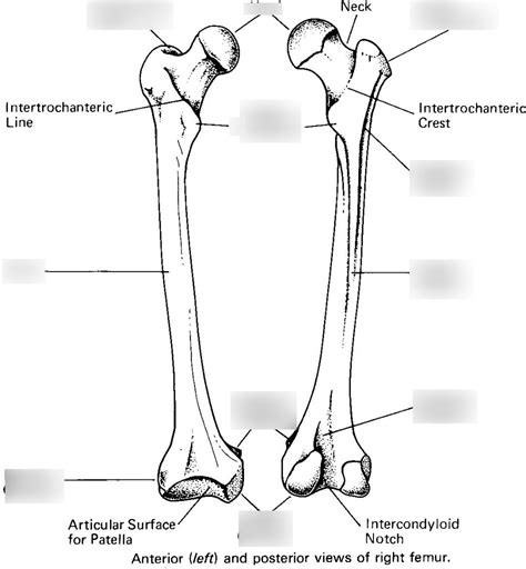 Bony Landmarks Of Femur Diagram Quizlet