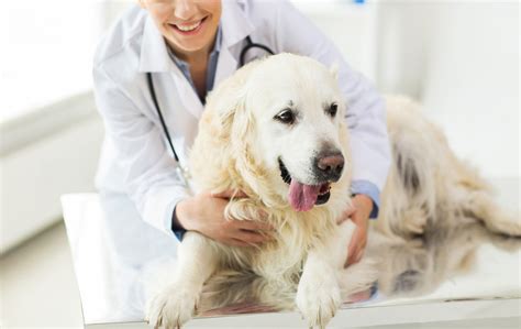 Vet Care Veterinarian In Clearwater Fl