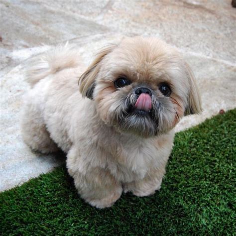 Baby Shih Tzu