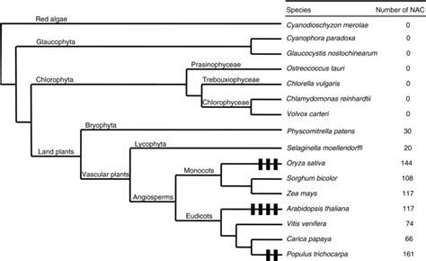 Phylogenetic Analyses Unravel The Evolutionary History Of Nac Proteins