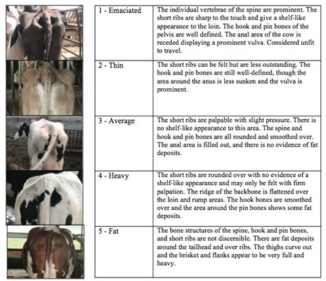 How Do You Body Condition Score A Dairy Cow Animal Welfare