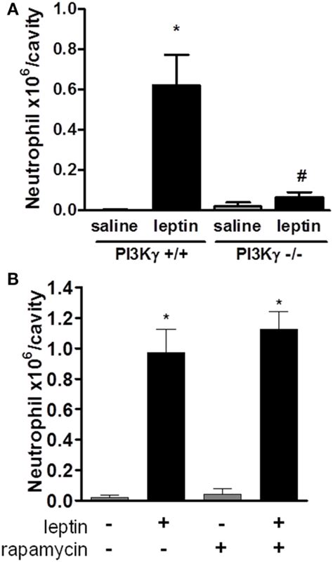 Leptin Induced Neutrophil Migration Leptin Was Injected Into The