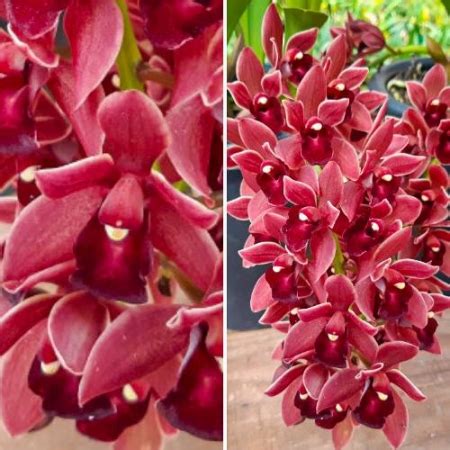 D Couvrir Kuva Cymbidium Pendente Vermelho Thptnganamst Edu Vn