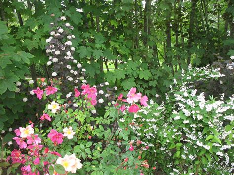Jardin fleuri