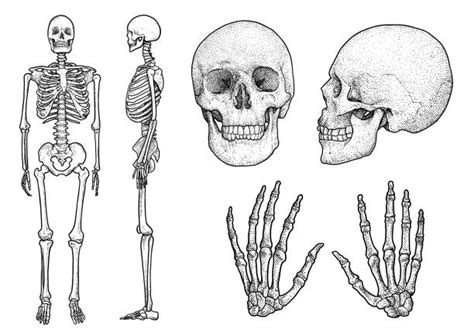 105 800 Skeleton Stock Illustrations Royalty Free Vector Graphics