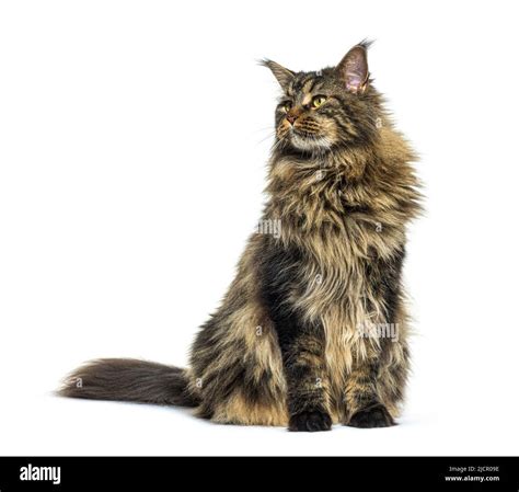 Maine Coon Cat Sitting In Front Looking Up Away Isolated Stock Photo