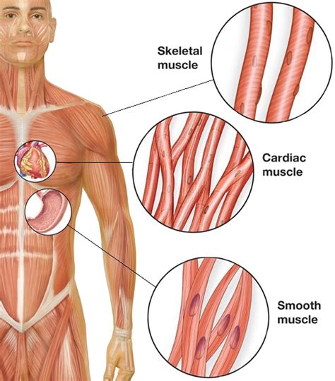 Primary Smooth Muscle Cells in Research