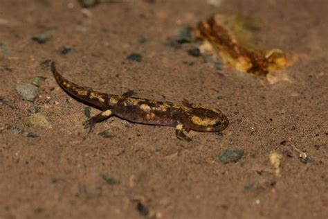 Les Animaux Fantastiques Du Mellois Partie La Salamandre Tachet E