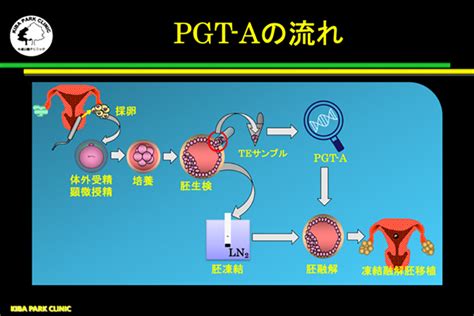 Pgt A着床前胚染色体異数性検査とは？ 木場公園クリニック 不妊・不妊治療専門