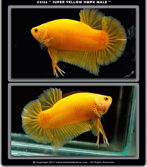 Super Yellow Hmpk Male Betta Fish Betta Fish Pet