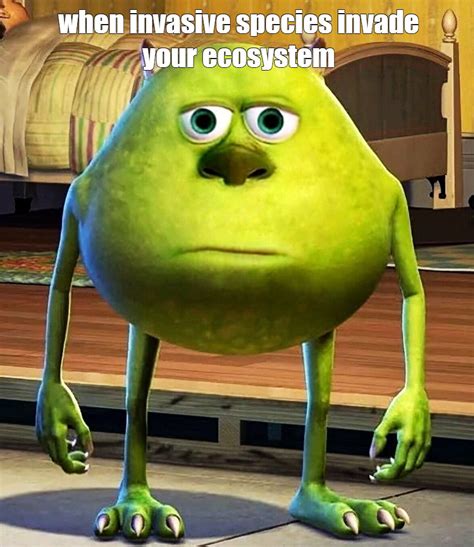 Meme When Invasive Species Invade Your Ecosystem All Templates