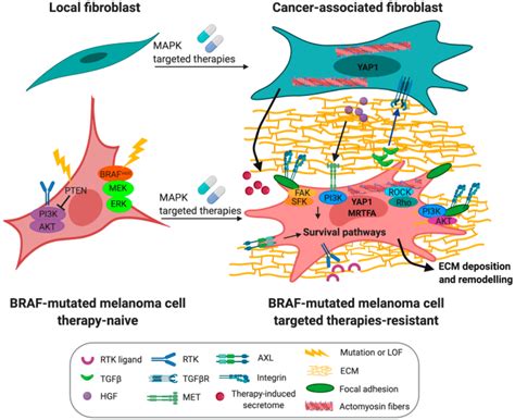 Mapk Pathway Inhibition Mediates Tumor Microenvironment Remodeling As A Download Scientific