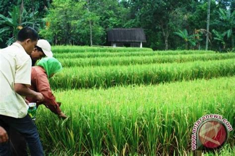 Lahan Pertanian Sumsel Dimaksimalkan Tingkatkan Produksi Padi ANTARA