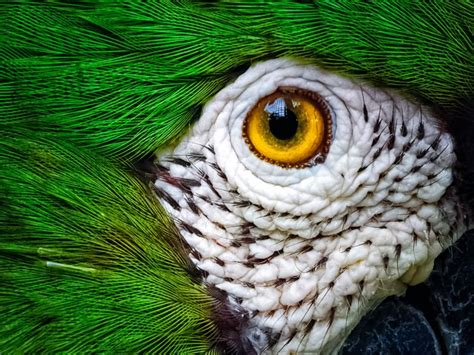 A Parrot Smithsonian Photo Contest Smithsonian Magazine