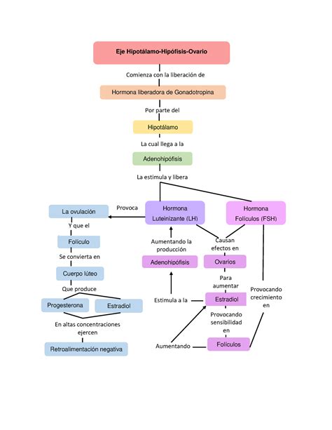 Eje Hipotalamo Hipofisis Ovario Eje Hipot Lamo Hip Fisis Ovario