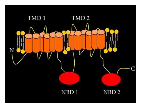 Schematic Diagram Of A Typical Abc Transporter Abcb P Glycoprotein