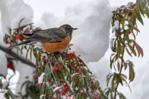 Robin Symbolism: What Do Robins Represent? (9 Different Meanings)