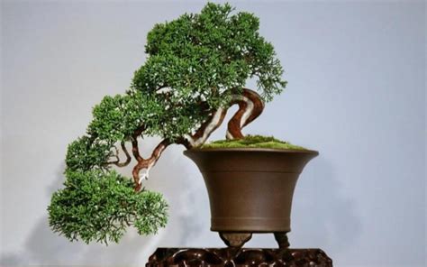 How To Shape A Cascading Juniper Bonsai Bonsai Alchemist