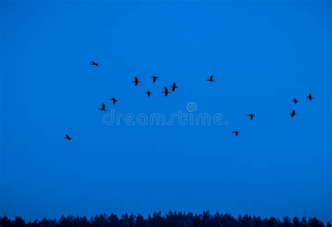 Birds In Night Sky Stock Image Image Of Leaving Place 78313377