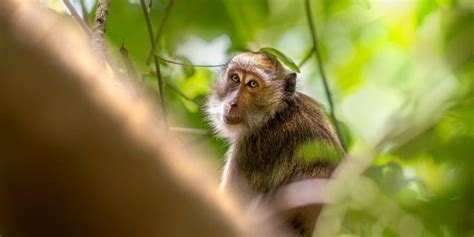 Hombre Se Contagia De Mortal Virus B Por Ataque De Un Mono Es El