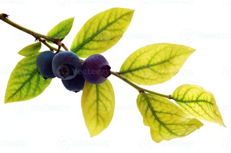 Blueberry and leaves 11865783 Stock Photo at Vecteezy