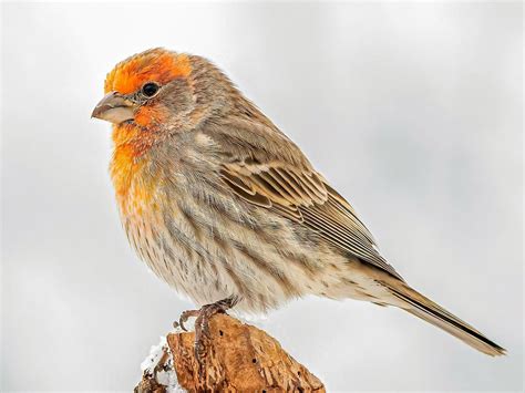 House Finch | Celebrate Urban Birds