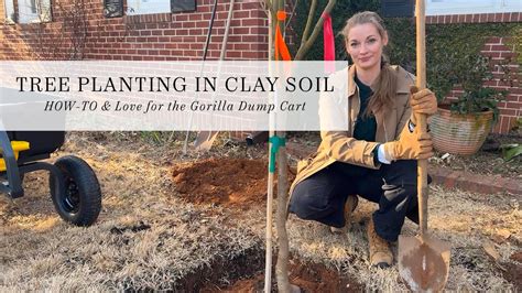 How To Plant A Tree In Clay Soil Best Practices For A Healthy Tree