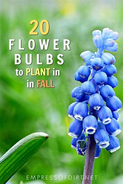 20 Flowering Bulbs to Plant in Fall | Empress of Dirt