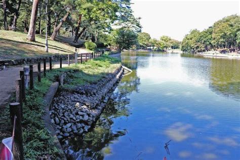 大宮公園 にぎわい復活へ 12年ぶり、舟遊池「かいぼり」：東京新聞デジタル