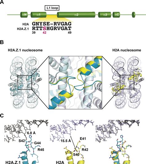 Design Of The H2A Z Mutant Stabilizing The Nucleosome A The