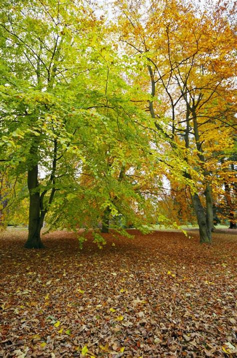 Buche Stockbild Bild Von Vegetation Herbst Baum Baumwipfel 147765755