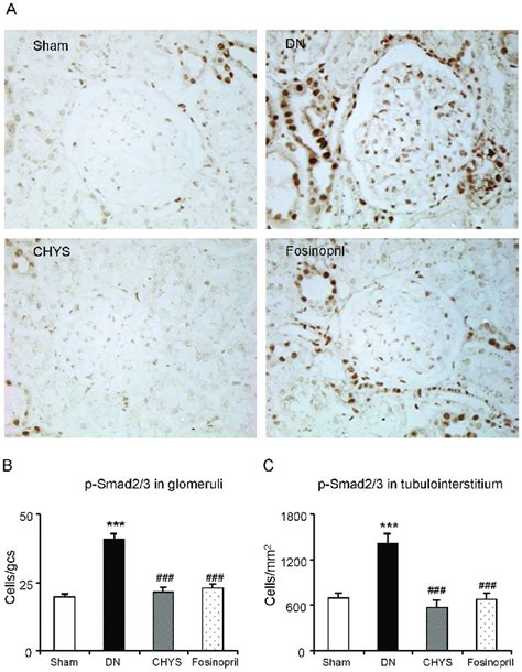 CHYS Inhibits Activation Of Smad Signaling In The Diabetic Kidney