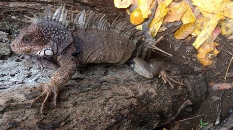 Parque Col N De Tumaco Nari O Y Su Espect Culo De Iguanas