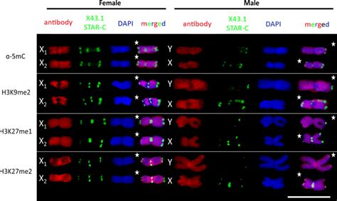 Distribution Of Histone Modifications Typical For Silenced Chromatin On