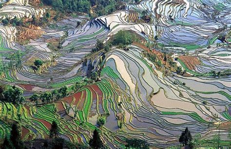 MODOS DE OLHAR Yuanyang China padrões abstratos em plantação de arroz