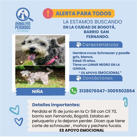 Kloylar on Twitter RT losbuscamos col Perdida de peluquería perra