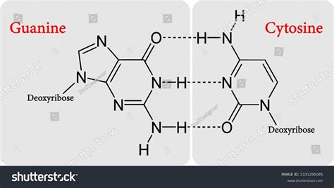 The Molecular Structures Of An Guanine Royalty Free Stock Vector 2331295085