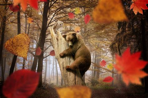 Download Fall Season Bear In Tree Wallpaper