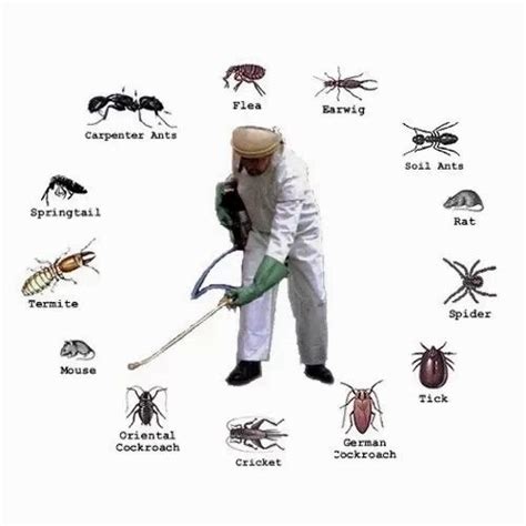 Indian Pest Control Company - Service Provider of Pest Control Service & Termite Services from ...