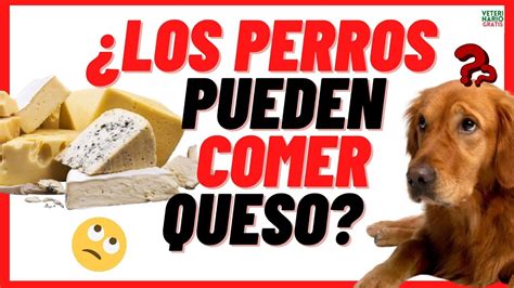 LOS PERROS PUEDEN COMER QUESO El Queso Es MALO O BUENO Para Los