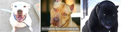 Pautas Para La Correcta Socializaci N De Los Pitbulls