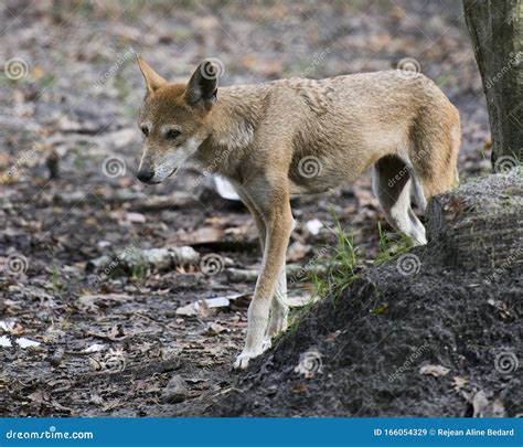 Wolf Animal Stock Photos Wolf Red Wolf Endangered Animal Close Up