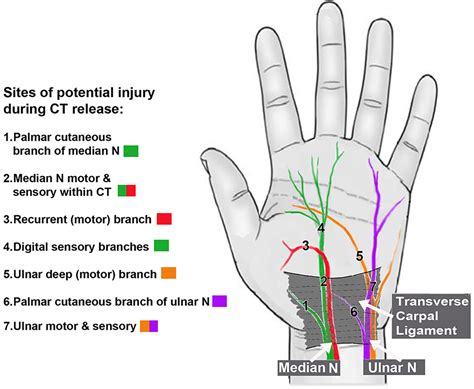 Median Nerve Branches