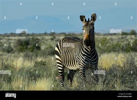 Cape Mountain Zebra Stallion In Karoo National Park South Africa Stock