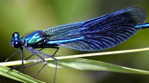 Dragonfly Boom Where Best To Witness Summers Biggest Buzz Abc Listen