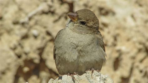 Fotos gratis naturaleza pájaro animal linda fauna silvestre pico