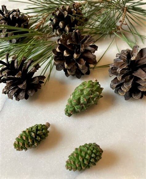 Can You Eat Pine Cones 5 Best Uses For Edible Pine Cones